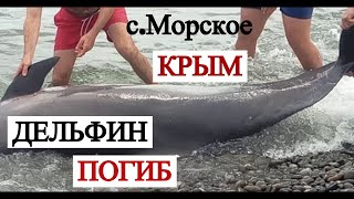 Крым Лето 2020 //Умерший Дельфин на пляже Морское
