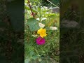 #ayatulkursi #gerdening #food #insects #ihavethisthingwithplants #nature #agro
