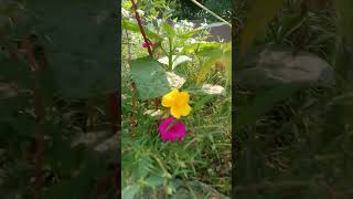 #ayatulkursi #gerdening #food #insects #ihavethisthingwithplants #nature #agro