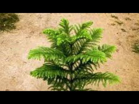 क्रिसमस ट्री हमेशा हरा-भरा रहने वाला प्लांट।