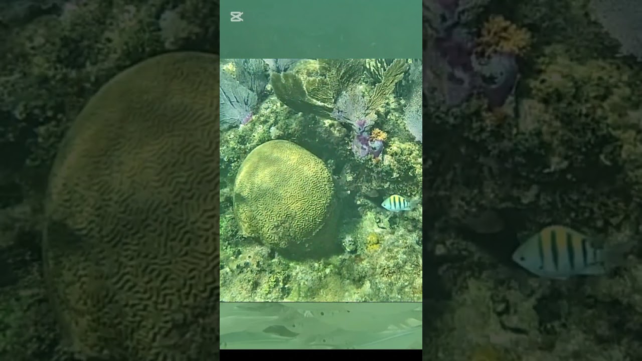 Day pass with snorkeling! Media Luna 