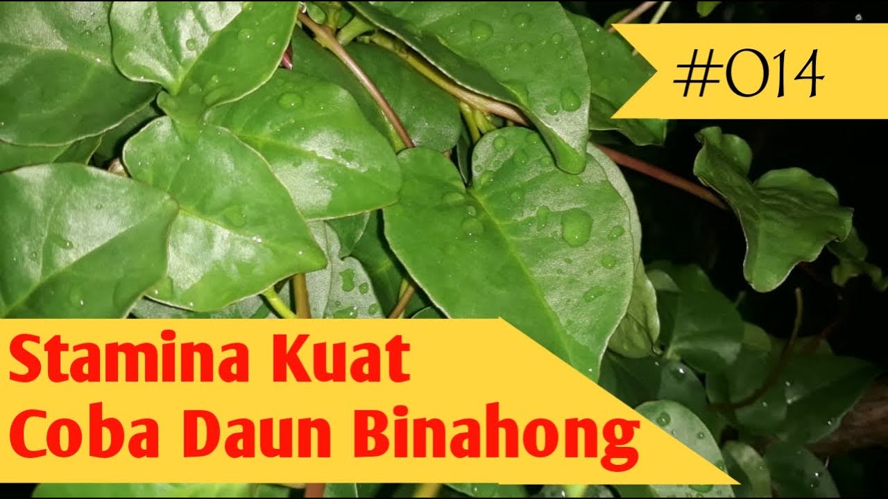 Khasiat Daun Binahong Untuk Stamina Tubuh 