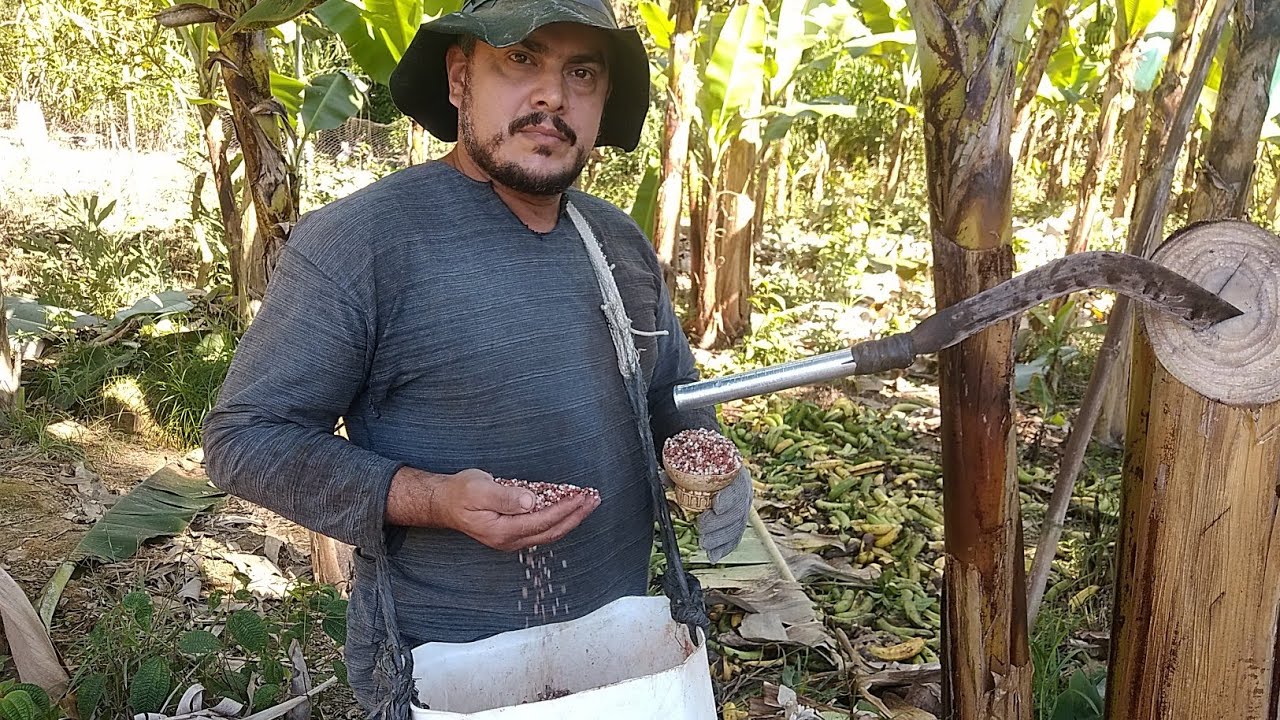 fazendo limpeza no bananal é  fazendo adubação