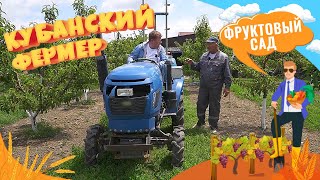 Как вырастить фруктовый сад, где продавать продукцию в Краснодарском крае? Сельский бизнес на Кубани