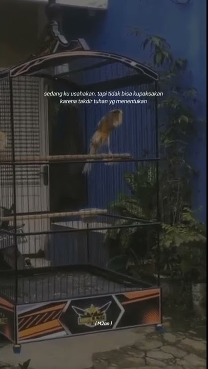 STORY KICAU BURUNG KENARI