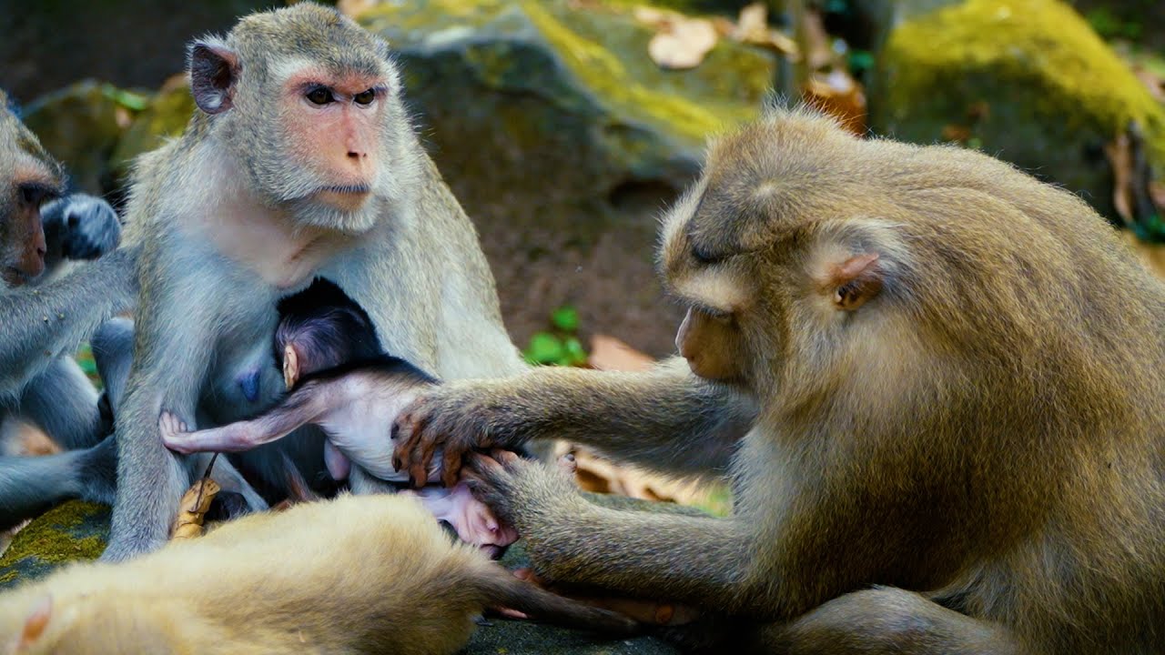 Monkey Rose Grooming Other Newborn Baby Monkey ____ She Really Love Other Tiny Monkey