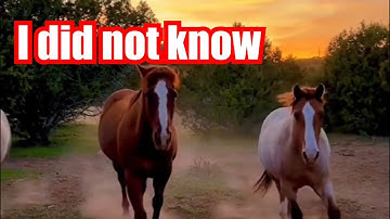 I did not know horses could do all of that #horses #horsetherapy #ididnotknow #horseowner