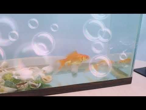 Video: Qarağat Qızıl Balığı - Zərərli Bir Gurme