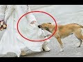 Никто на свадьбе не знал, что было под платьем, но эта собака сделала немыслимое