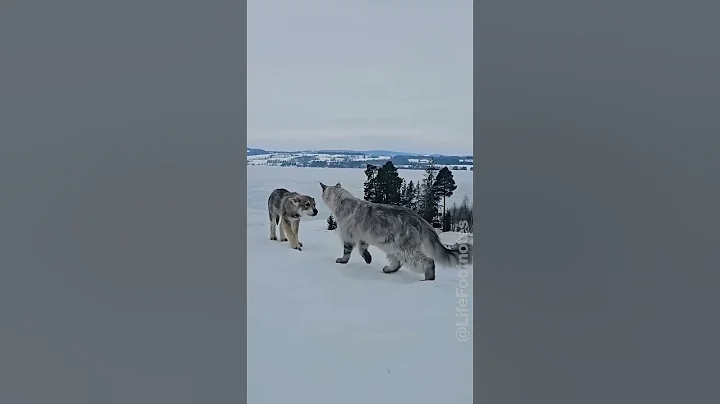 Video 11536541: maine coon meets, first maine coon, cat