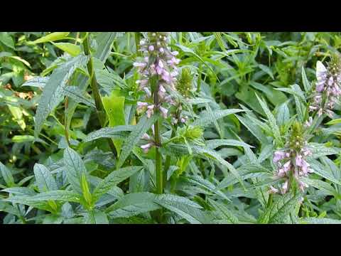 Video: Germander Growing - How To Use Germander Herb Plants