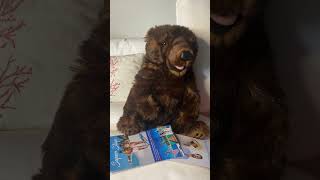 Mocha Bear and the the Timeshare Marketing Presentation #mochabear #timesharing #marketing