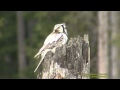 HÖKUGGLA  Hawk Owl  (Surnia ulula)  Klipp - 639