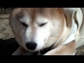 やっぱり寝ている柴犬ナナ！