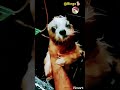 @Bingo boy the shitzu🐕 shower time #shitzu#shitzupuppies #shitzusofinstagram #shitzusogs #shitzulove