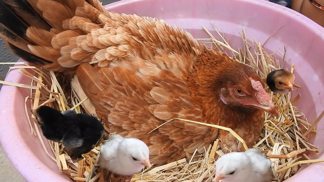 Hen Eggs Hatching To Chicken Chicks Country Chicken Eggs