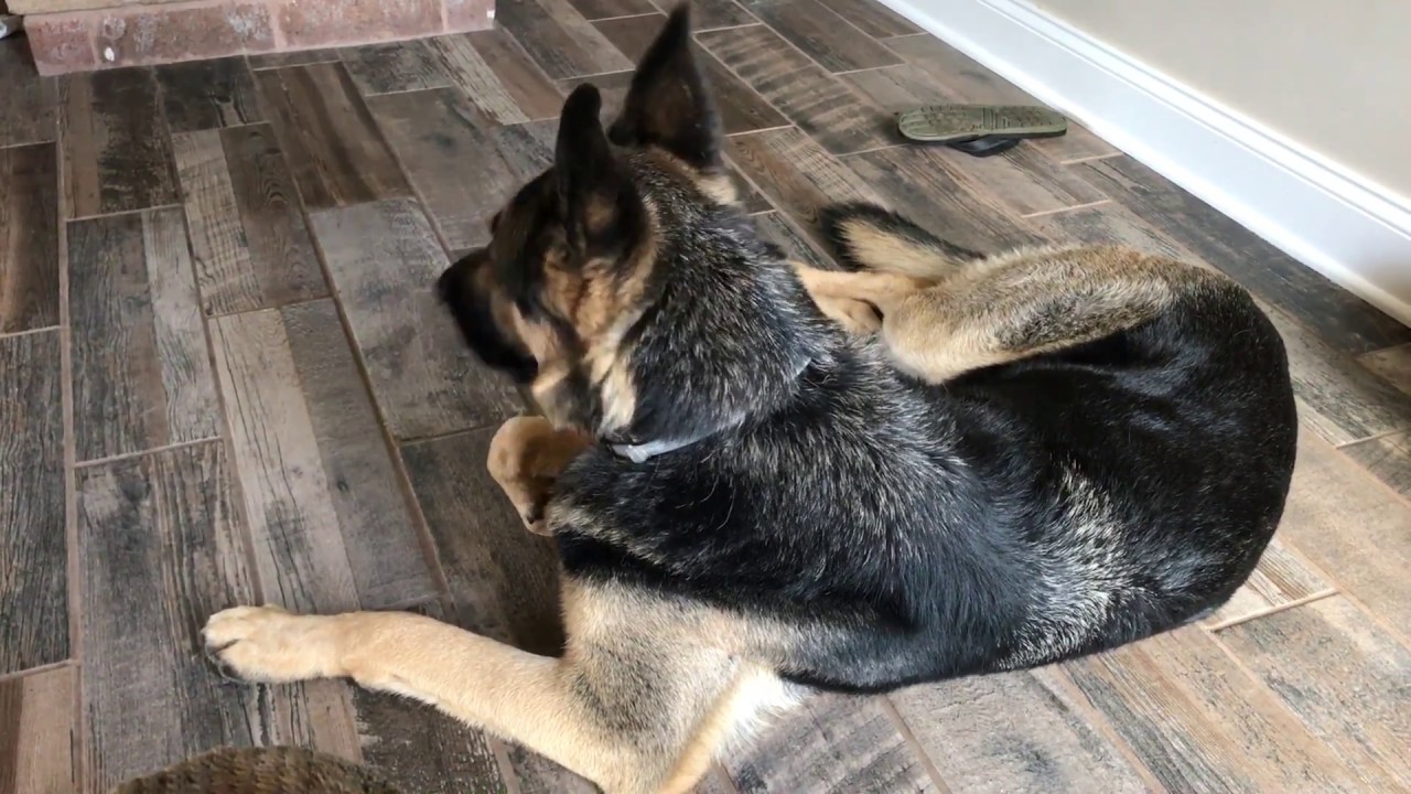 German Shepard watching Zootopia. YouTube