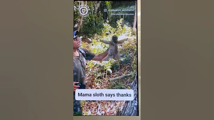 Sloth's mother says thank you in animal lenguage! #sloths #wildanimals #thanks #guide #save #baby