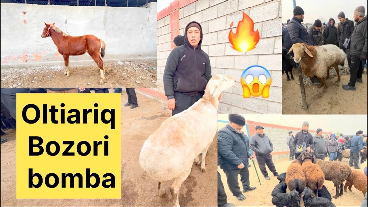 Oltiariq qo‘y bozori | Bugungi narxlar va savdo  🐑16-01-2026 🔥🔥🔥😱😱😱