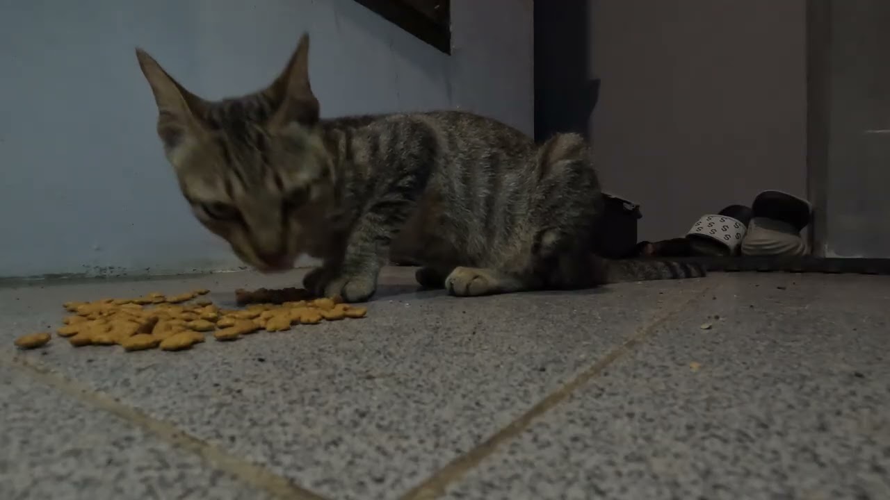 Adorable Cats Munching Food Close-Up 😻 | Relaxing Cat Video 