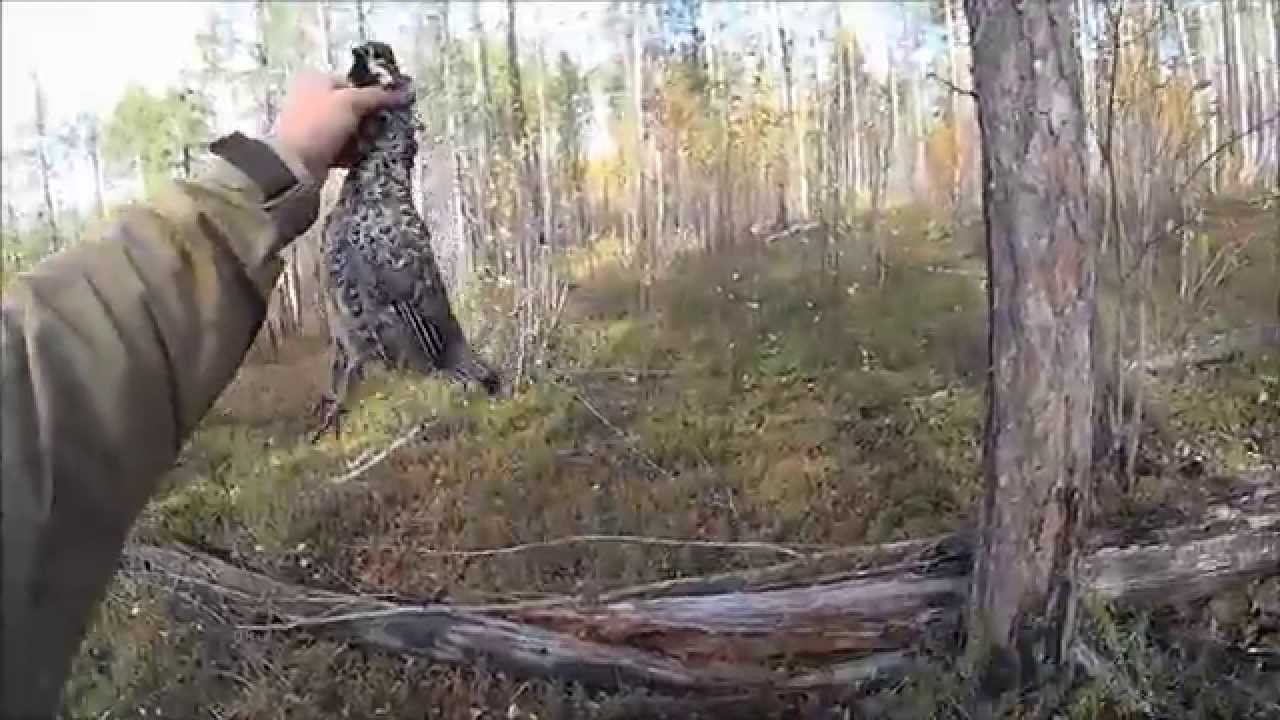 видео об охоте на боровую дичь