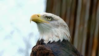 #Eagle #Canon #R6 Sigma 150-600mm f/5.0-6.3 on  #Wildphoto #Wildlife #youtube #Subscribe us