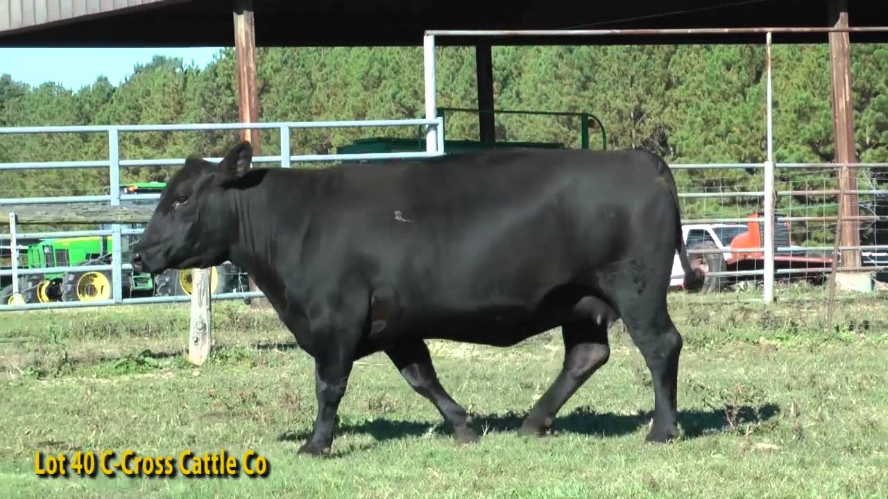 Lot 40 C Cross Cattle Co YouTube