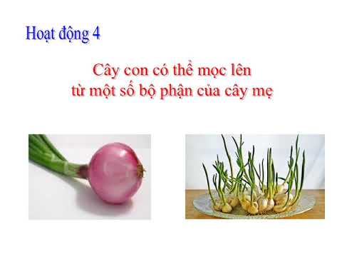 Khoa học lớp 5 tuần 27, bài: Cây con mọc lên từ đâu?