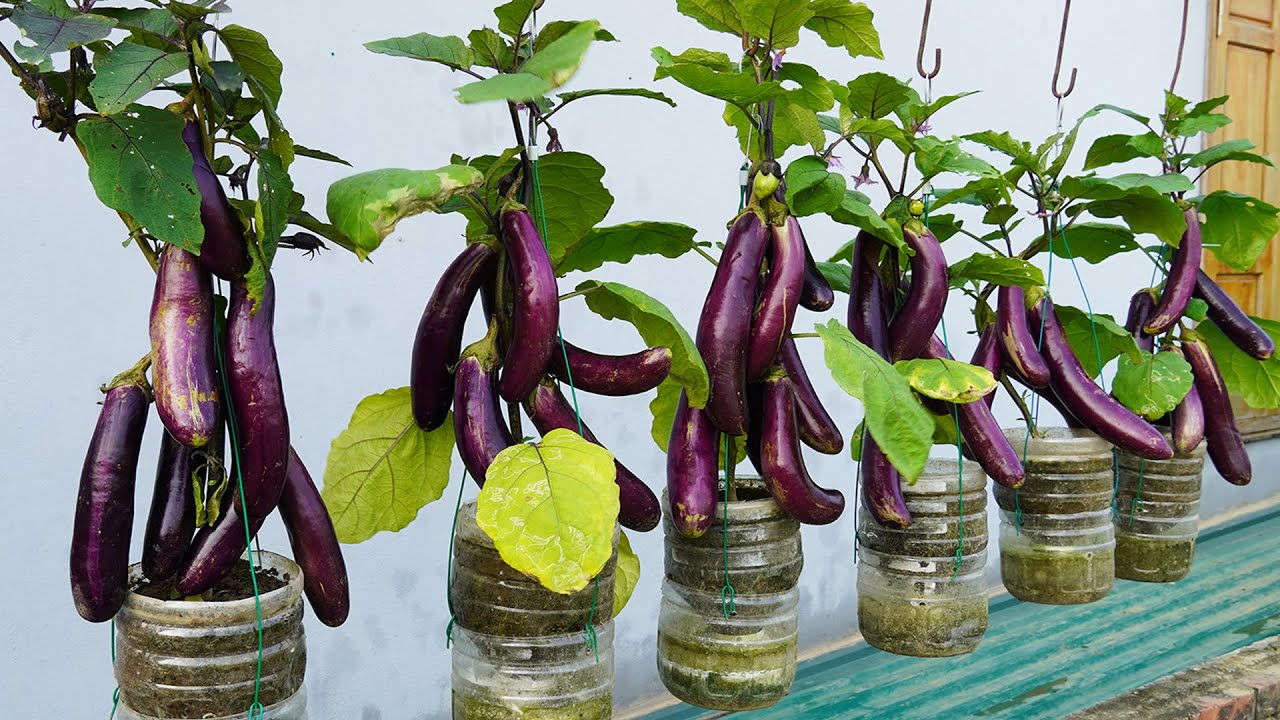 Turn Plastic Bottles Into Automatic Watering Hanging Gardens To Grow