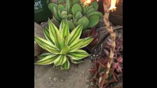 Succulent Update At Thousand Oaks Day 1