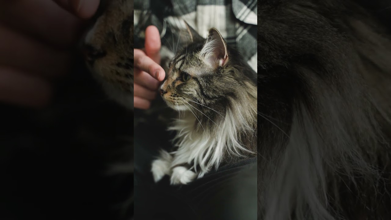 5 weird facts about Maine Coon 