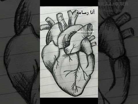 رسم قلب الإنسان