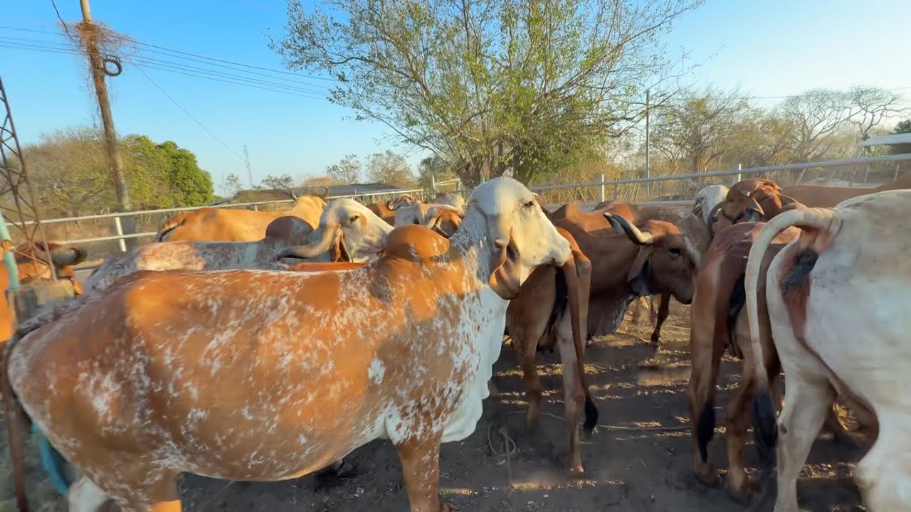 Encerrando las vacas para vitaminarlas 3 docis 