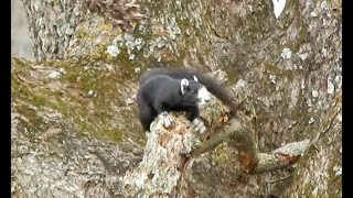 Fox Squirrels