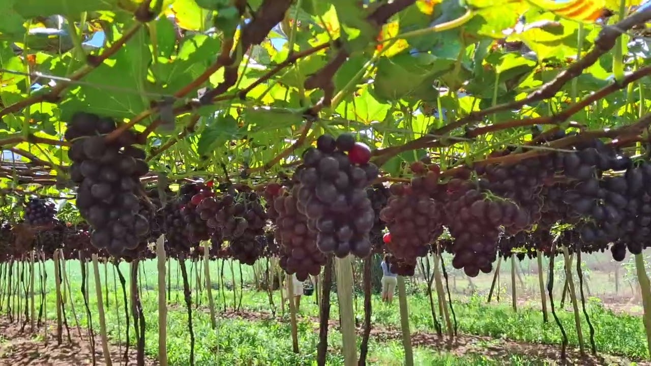 Colha e pague de uvas @recantodauvafina Em Marialva