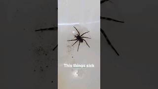 big ass spider