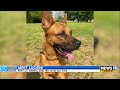 KCAS Pets of the Week: Lucien and Majestic