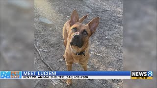 KCAS Pets of the Week Lucien and Majestic