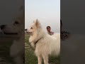 Tuffy#animalshorts #dogs