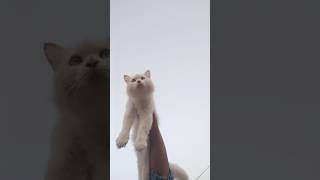 Came To The Village For The First Time