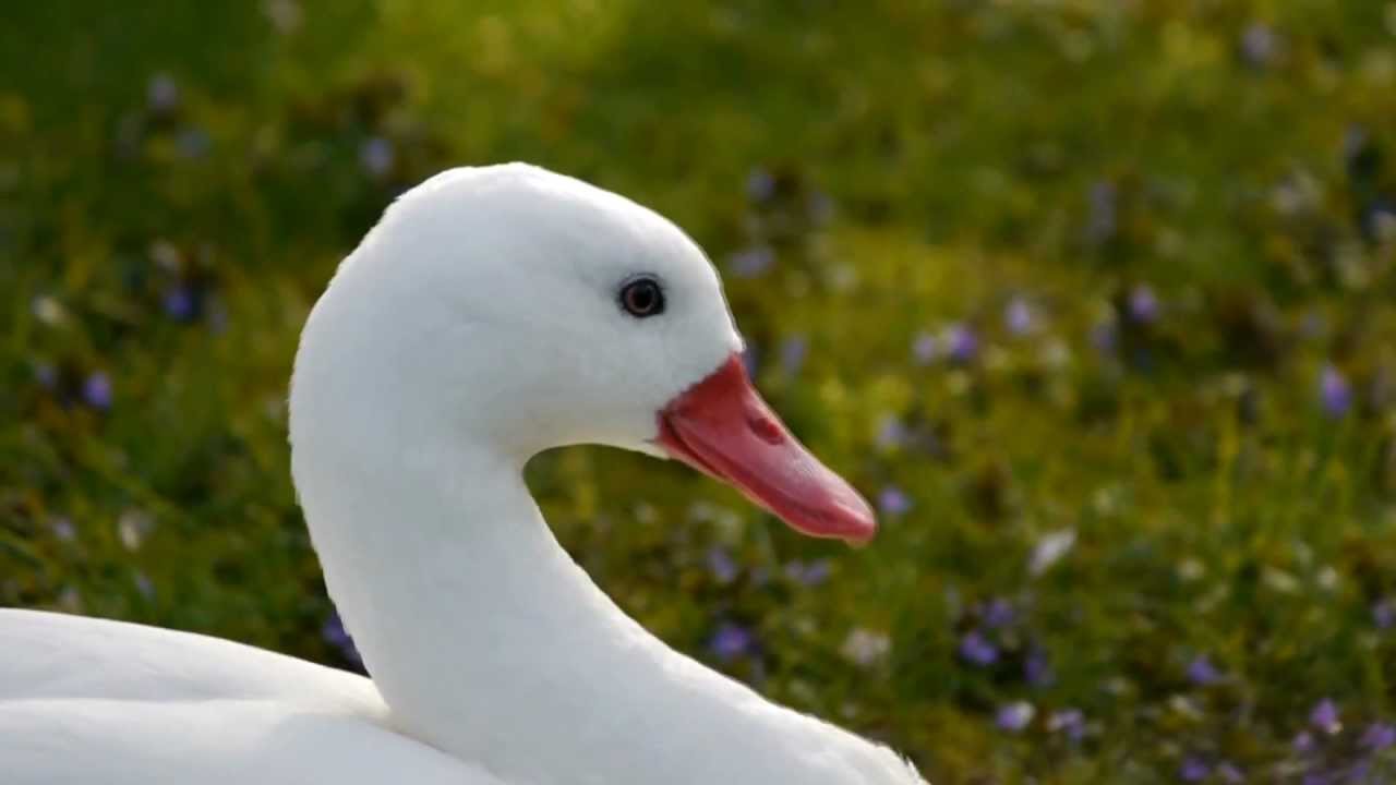 Head of a Coscoroba Swan (Coscoroba coscoroba) / Kopf eines
