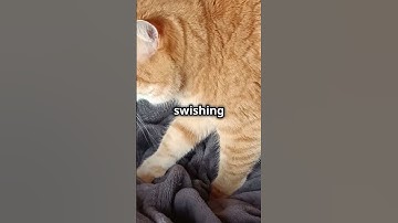 Understanding Your Cat