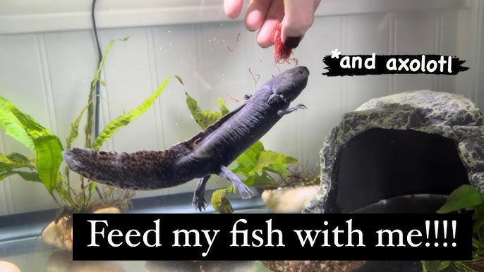 the PET FACTORY Newt and Axolotl Baby Food – AQUATANA