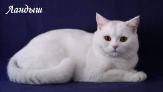Кошки из домашнего мини-приюта ищут дом. Кошки из домашнего мини-приюта ищут дом.