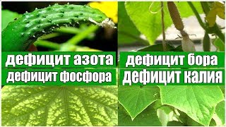 Симптоми дефіциту калію на огірках