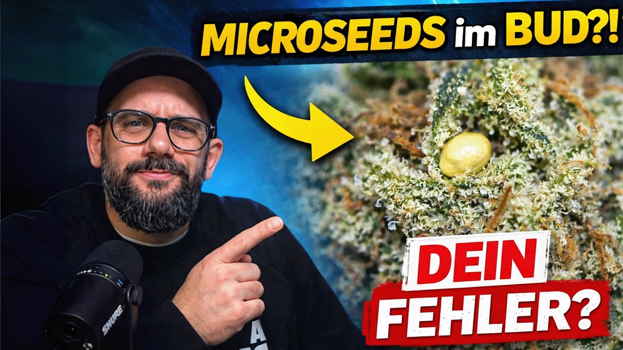 Microseeds im Bud – was deine Pflanze dir sagen will