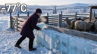 Survival at –77°C: An Elderly Woman Builds a Shelter to Save Her Sheep from Wolves