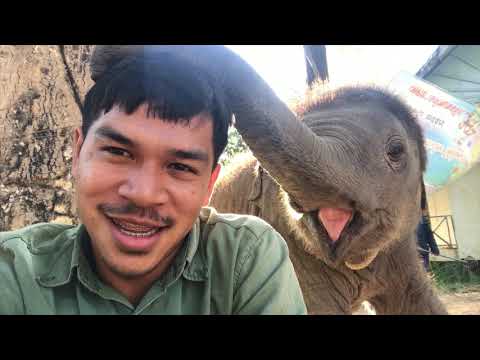 โดนดาวมงคลเเกล้ง babyelephant *-*