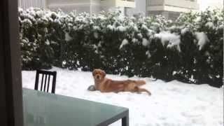 Tsar et la neige! by Golden Moonglade 50 views 11 years ago 1 minute, 19 seconds