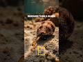 The Snail That Kills More Humans Than SHARKS (No Antivenom Exists) #shorts